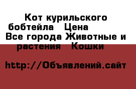 Кот курильского бобтейла › Цена ­ 5 000 - Все города Животные и растения » Кошки   